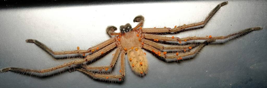 Delena sp. covered with Short-legged Ticks (subclass Acari, genus Brevipalpus), Wilsons Promontory VIC © Peter Crowcroft