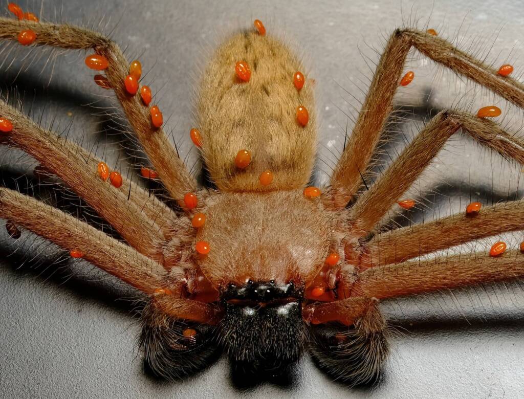 Delena sp. covered with Short-legged Ticks (subclass Acari, genus Brevipalpus), Wilsons Promontory VIC © Peter Crowcroft
