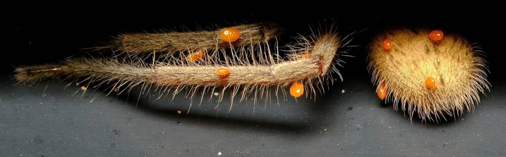 Delena sp. covered with Short-legged Ticks (subclass Acari, genus Brevipalpus), Wilsons Promontory VIC © Peter Crowcroft