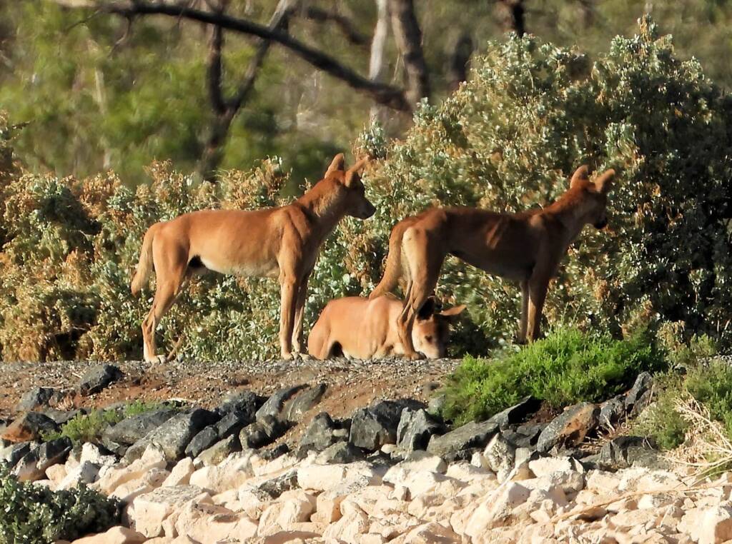 Dingoes (Canis dingo), Alice Springs Sewerage Ponds NT © Dorothy Latimer