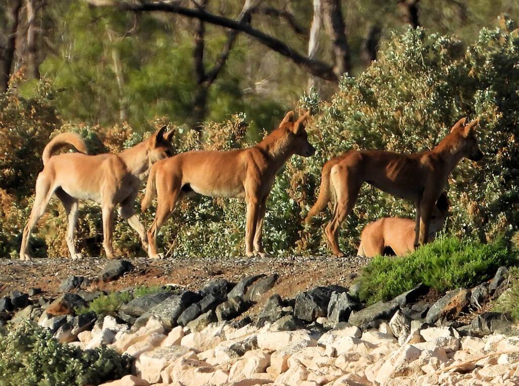 Dingoes (Canis dingo), Alice Springs Sewerage Ponds NT © Dorothy Latimer