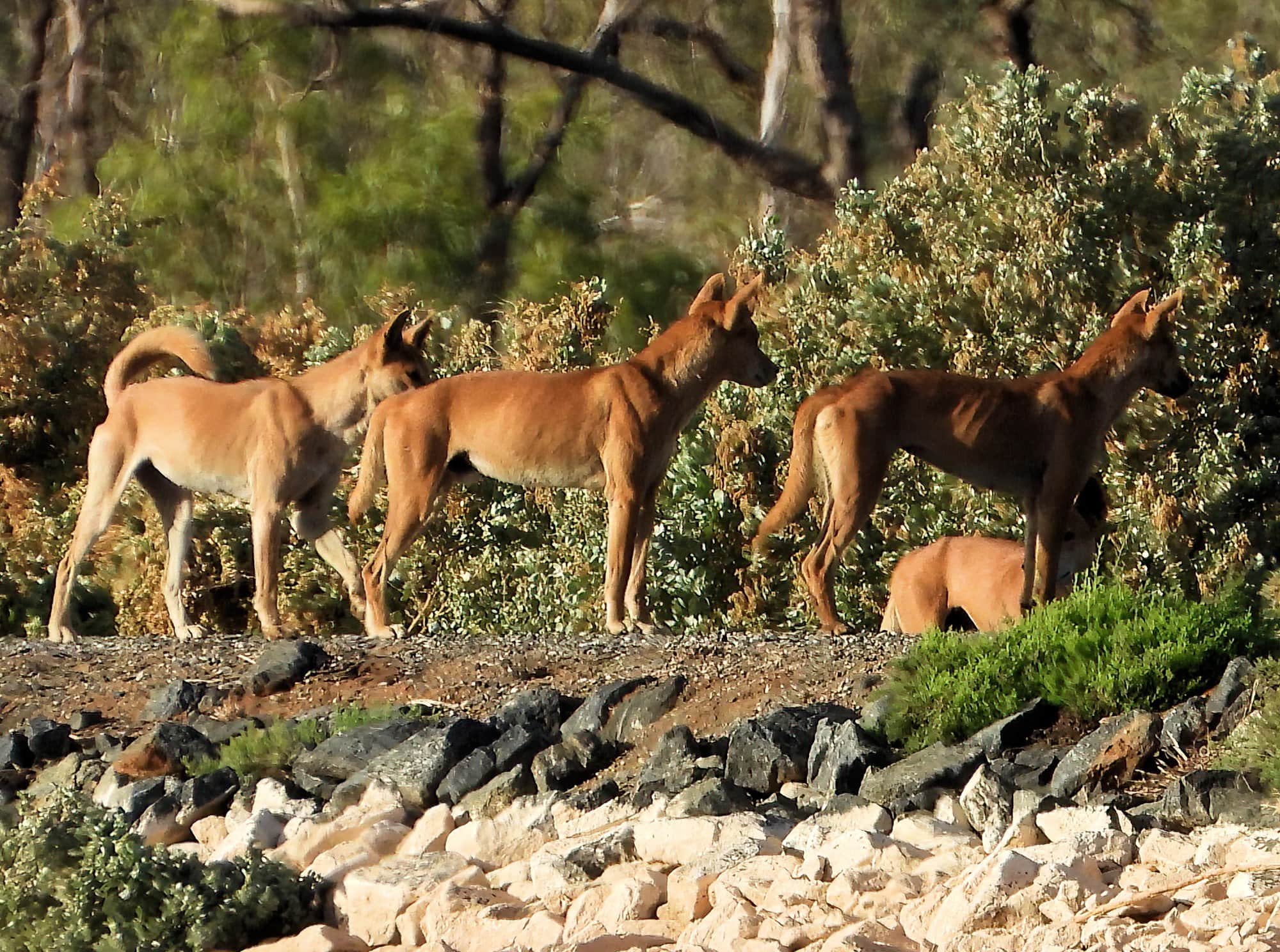Dingoes (Canis dingo), Alice Springs Sewerage Ponds NT © Dorothy Latimer