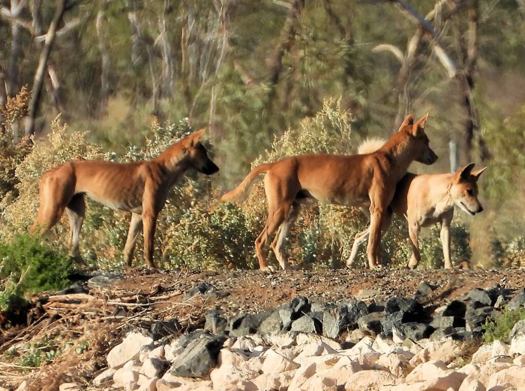 Dingoes (Canis dingo), Alice Springs Sewerage Ponds NT © Dorothy Latimer