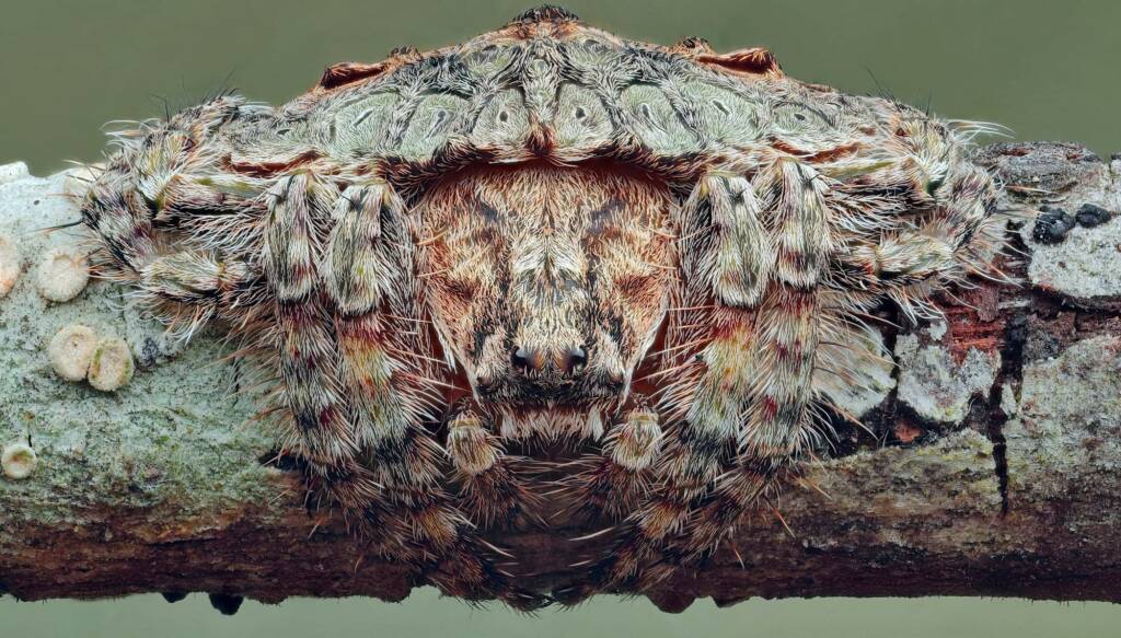 Female Wrap-around Spider (Dolophones conifera), Woy Woy Bay NSW © Michael Doe