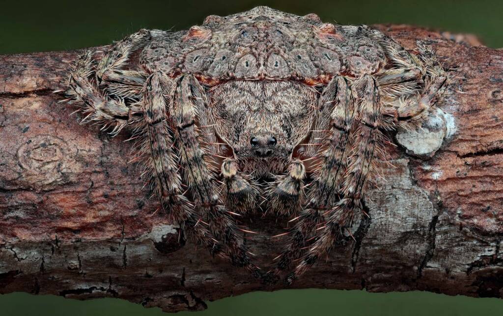 Male Wrap-around Spider (Dolophones conifera), Woy Woy Bay NSW © Michael Doe