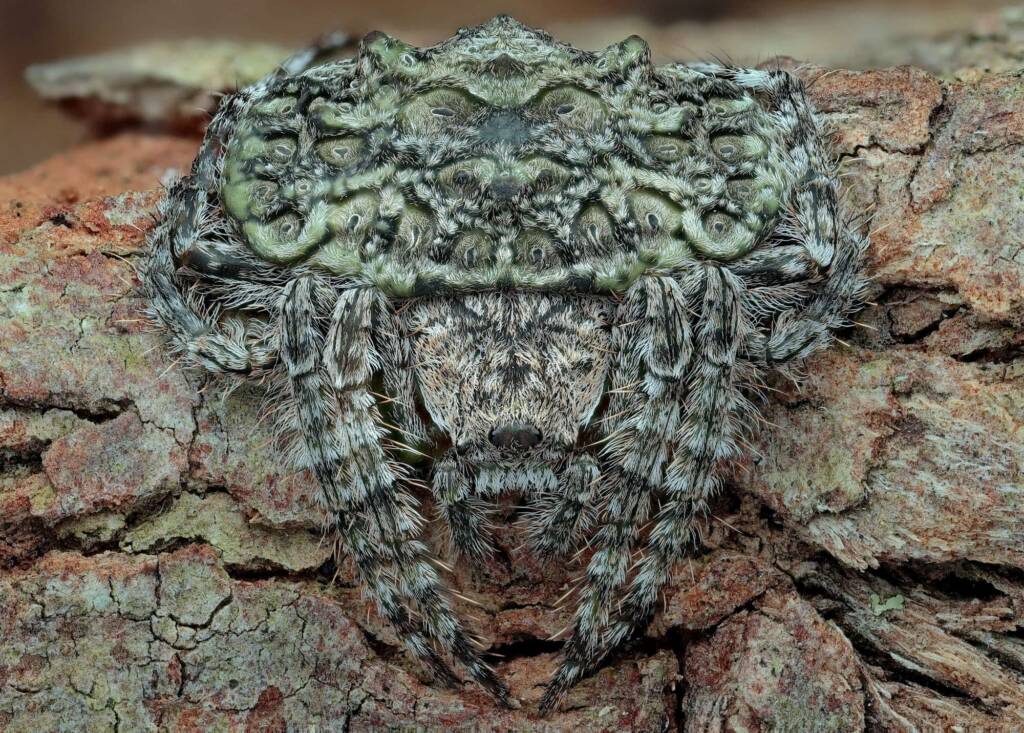 Wrap-around Spider (Dolophones conifera), Narara NSW © Michael Doe