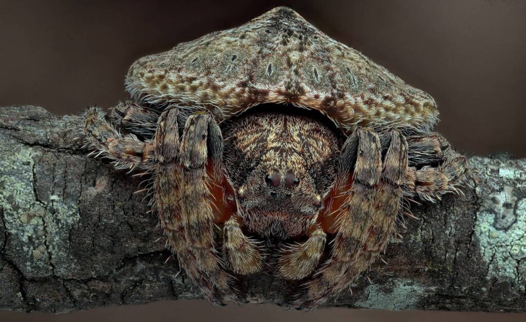 Wrap-around Spider (Dolophones conifera), Newcastle NSW © Michael Doe