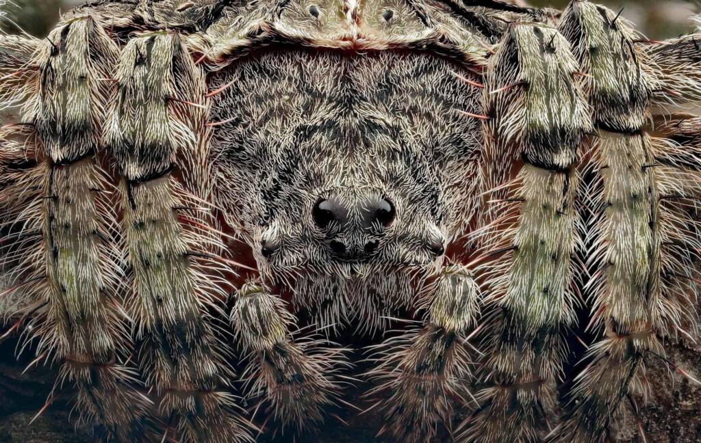 Wrap-around Spider (Dolophones conifera), Newcastle NSW © Michael Doe