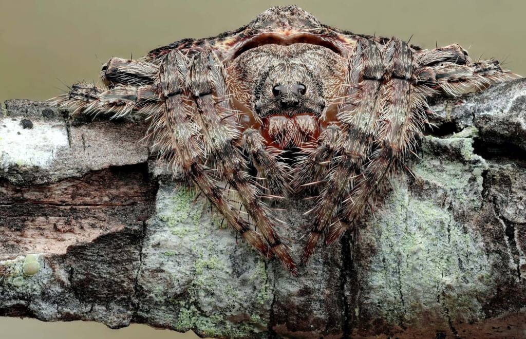 Wrap-around Spider (Dolophones conifera), Woy Woy Bay NSW © Michael Doe