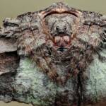 Wrap-around Spider (Dolophones conifera), Woy Woy Bay NSW © Michael Doe