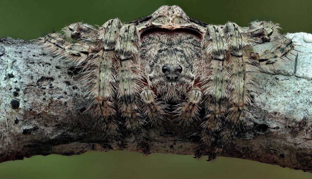 Wrap-around Spider (Dolophones conifera), Woy Woy Bay NSW © Michael Doe