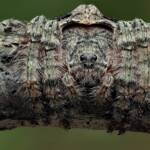 Wrap-around Spider (Dolophones conifera), Woy Woy Bay NSW © Michael Doe