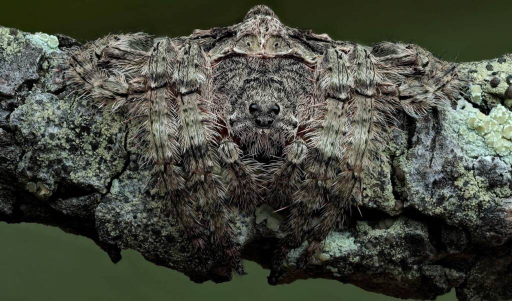 Wrap-around Spider (Dolophones conifera), Woy Woy Bay NSW © Michael Doe