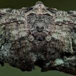 Wrap-around Spider (Dolophones conifera), Woy Woy Bay NSW © Michael Doe