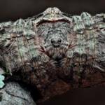 Wrap-around Spider (Dolophones conifera), Woy Woy Bay NSW © Michael Doe