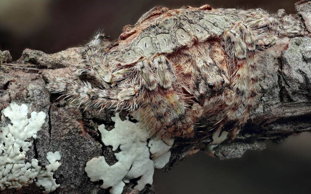 Wrap-around Spider (Dolophones conifera), Woy Woy Bay NSW © Michael Doe