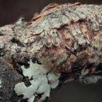 Wrap-around Spider (Dolophones conifera), Woy Woy Bay NSW © Michael Doe