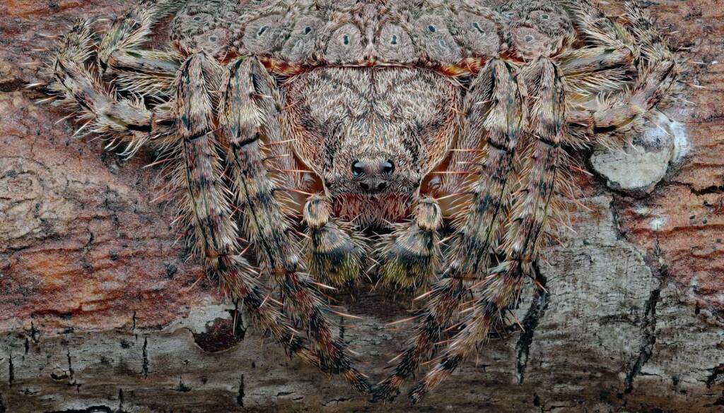 Wrap-around Spider (Dolophones conifera), Woy Woy Bay NSW © Michael Doe