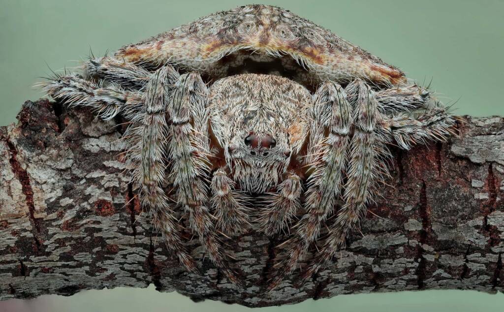 Wrap-around Spider (Dolophones conifera), Woy Woy Bay NSW © Michael Doe