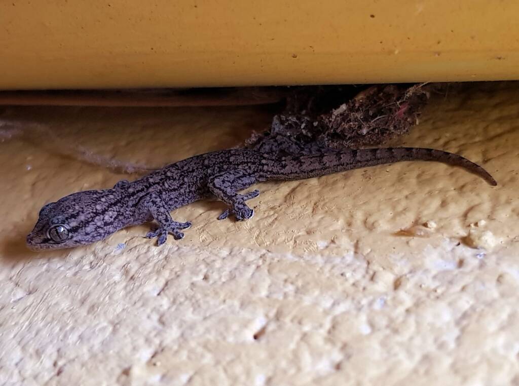 Eastern Tree Dtella (Gehyra versicolor), Alice Springs NT