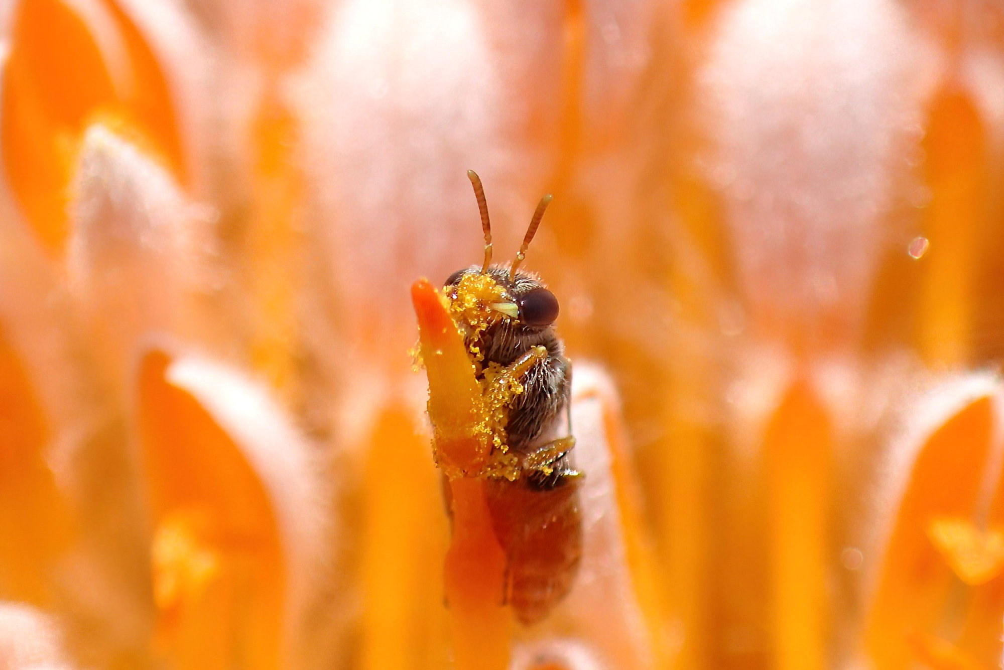Euryglossa (subgenus Euhesma), Midwest WA © Gary Taylor