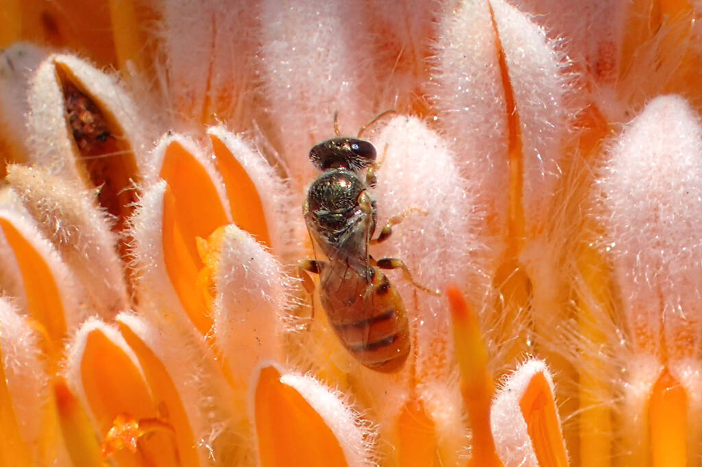 Euryglossa (subgenus Euhesma), Midwest WA © Gary Taylor