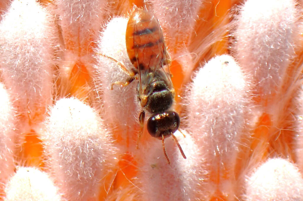 Euryglossa (subgenus Euhesma), Midwest WA © Gary Taylor