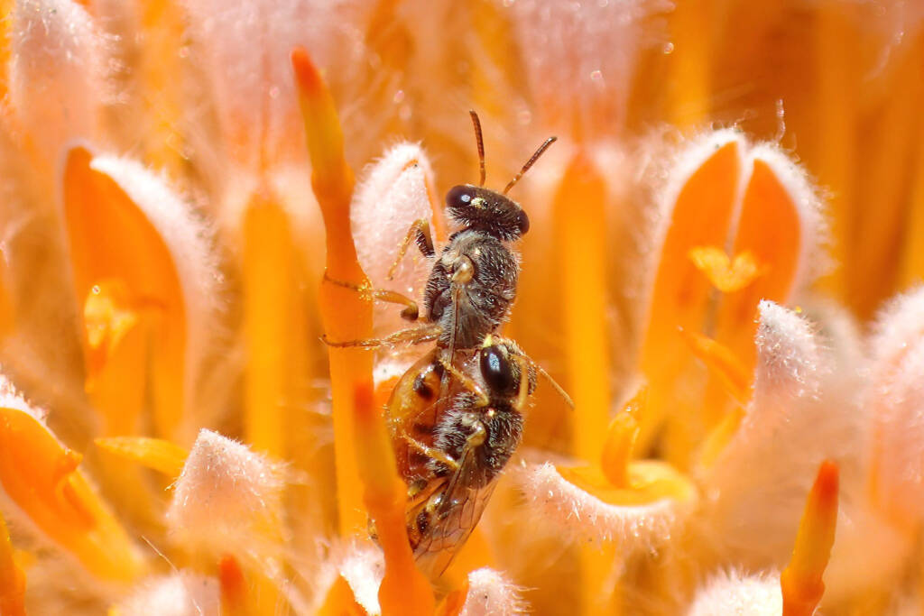 Euryglossa (subgenus Euhesma), Midwest WA © Gary Taylor