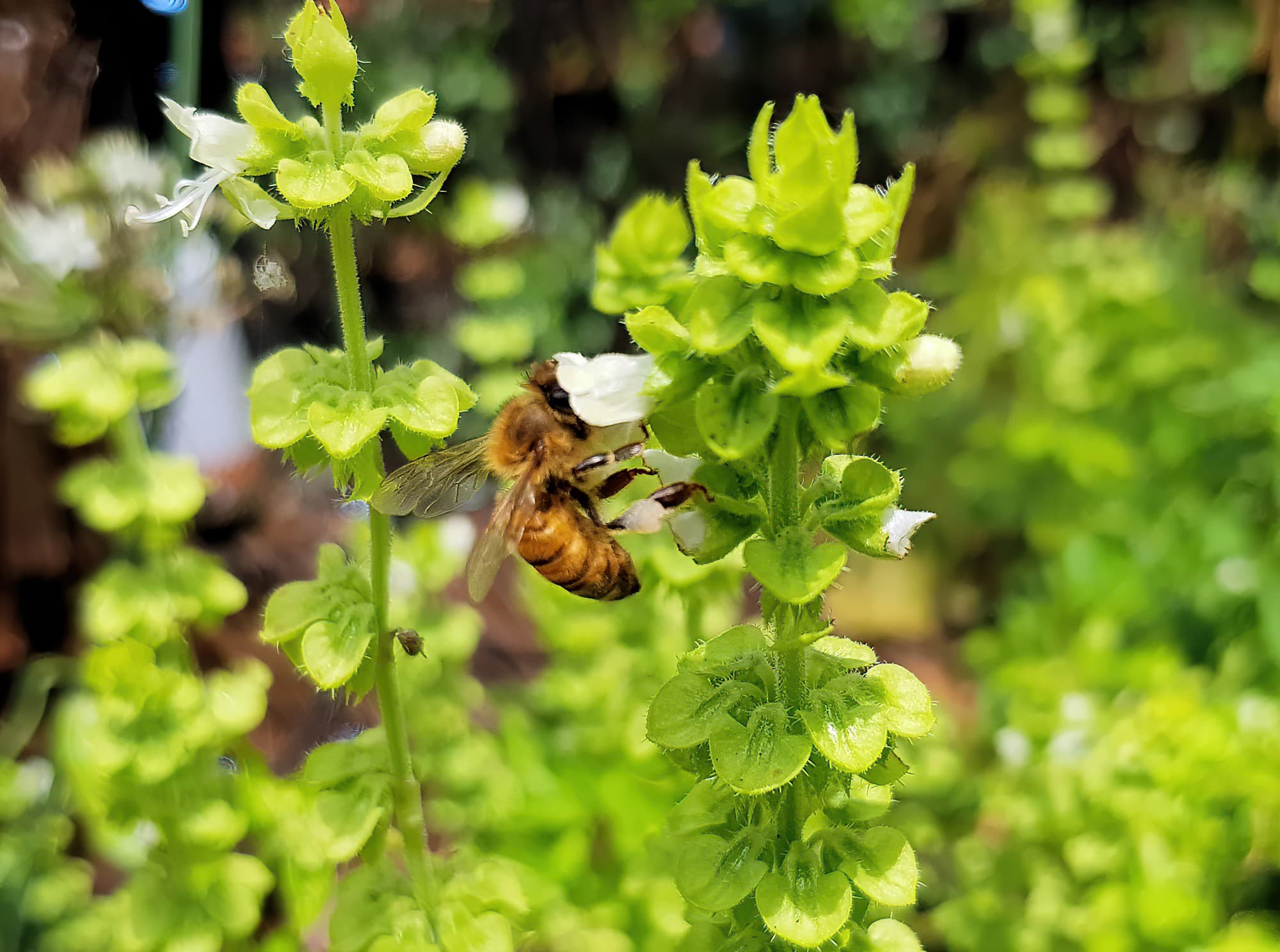 European Honey Bee on Sweet Basil (Ocimum basilicum), Alice Springs NT