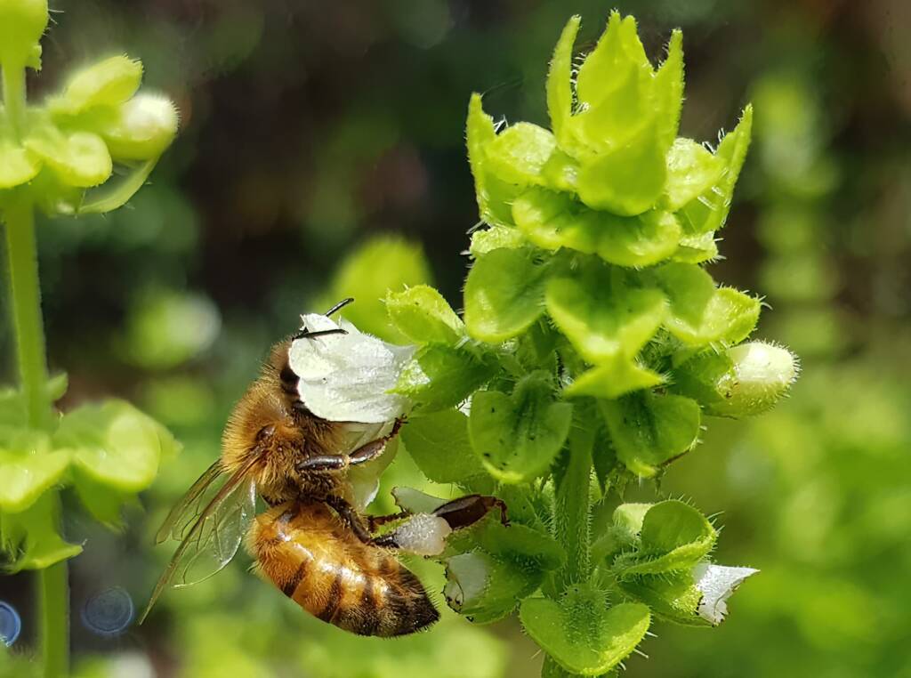 European Honey Bee on Sweet Basil (Ocimum basilicum), Alice Springs NT