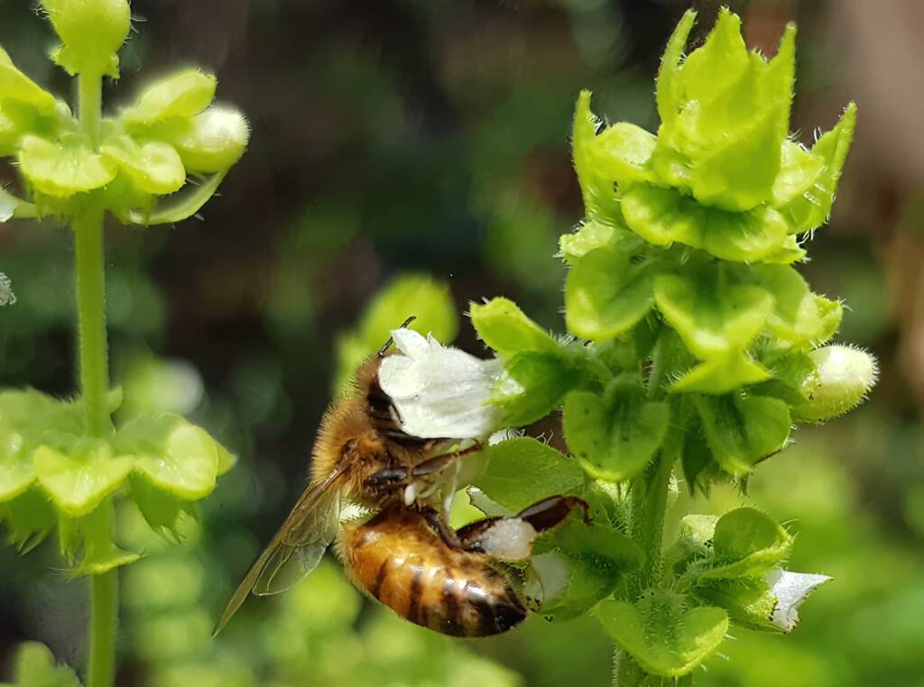 European Honey Bee on Sweet Basil (Ocimum basilicum), Alice Springs NT