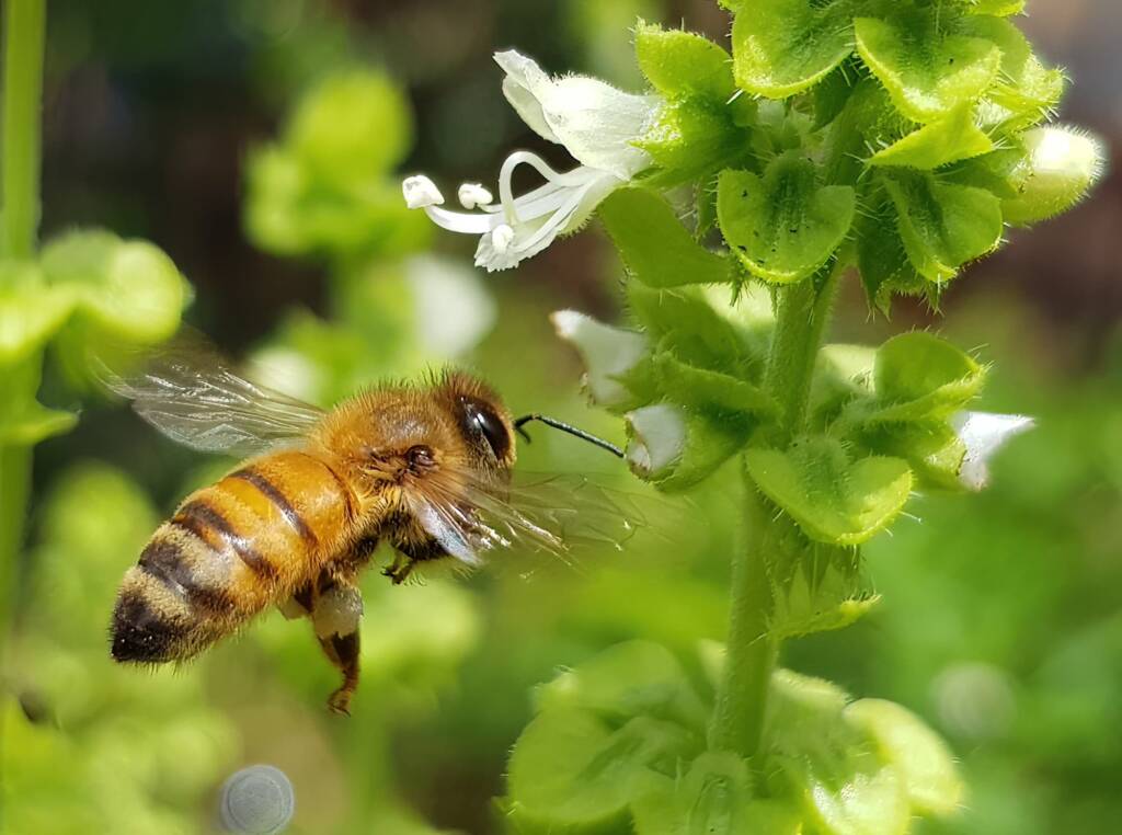 European Honey Bee on Sweet Basil (Ocimum basilicum), Alice Springs NT