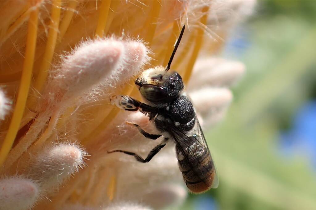 Fore tarsi of a male Megachile bee © Gary Taylor