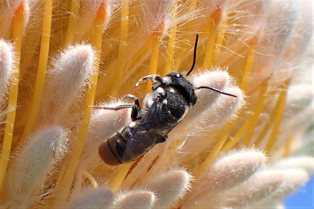 Fore tarsi of a male Megachile bee © Gary Taylor