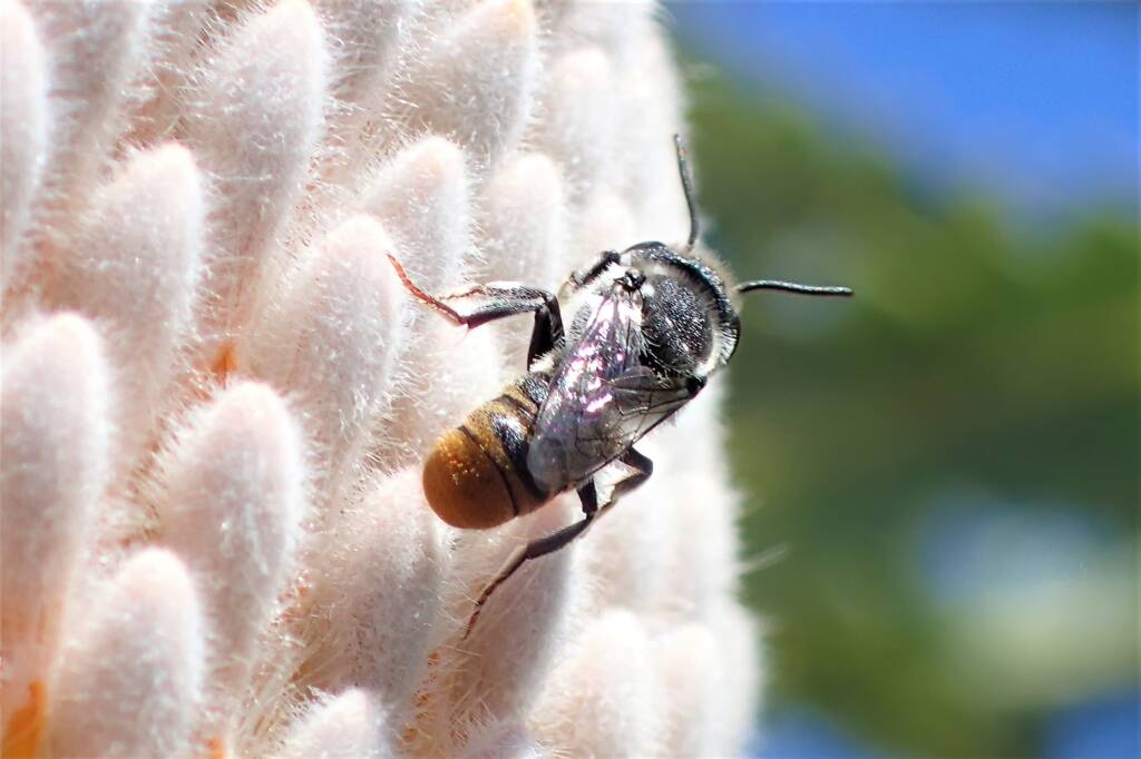 Fore tarsi of a male Megachile bee © Gary Taylor