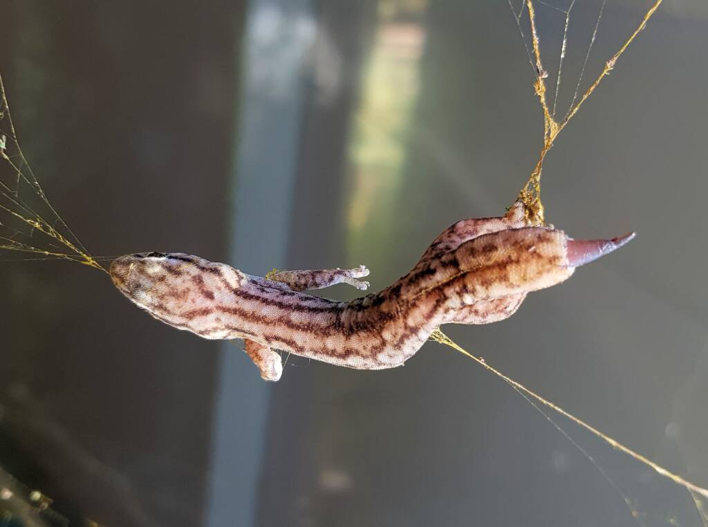 Gecko caught in Golden Orb Weaver Spider (Trichonephila edulis) web, Alice Springs NT