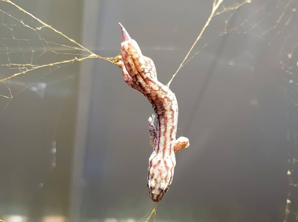 Gecko caught in Golden Orb Weaver Spider (Trichonephila edulis) web, Alice Springs NT