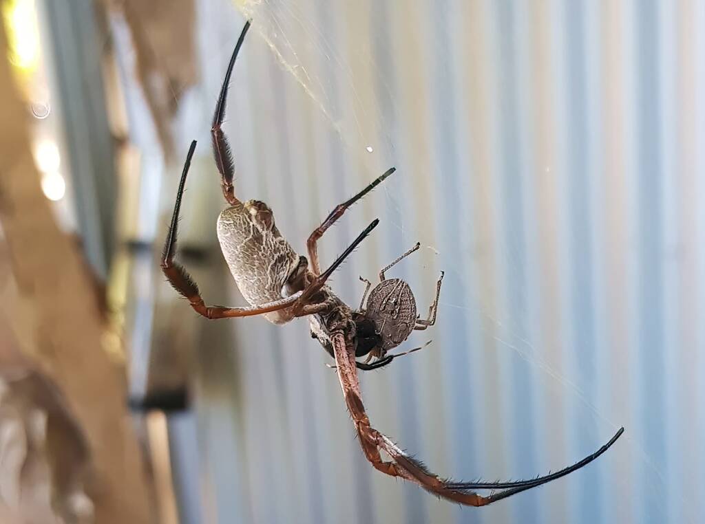 Golden Orb-weaver Spider (Trichonephila edulis) and a Shield Bug nymph, Alice Springs NT