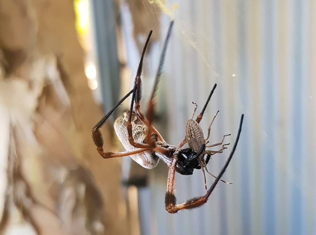 Golden Orb-weaver Spider (Trichonephila edulis) and a Shield Bug nymph, Alice Springs NT