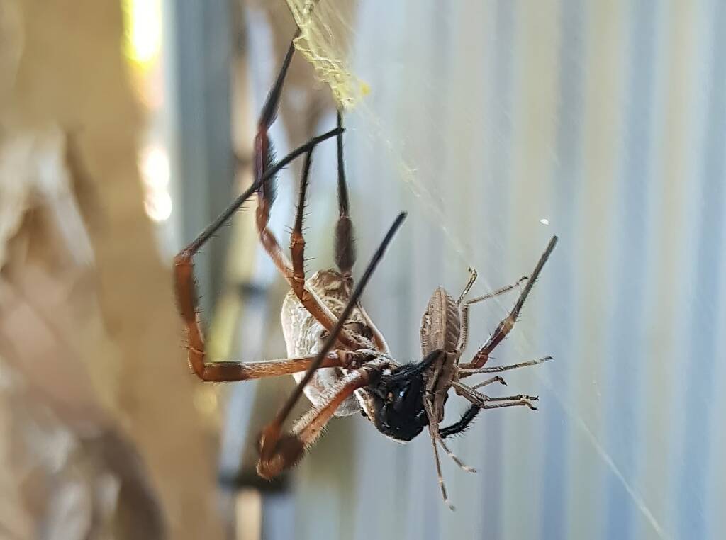Golden Orb-weaver Spider (Trichonephila edulis) and a Shield Bug nymph, Alice Springs NT