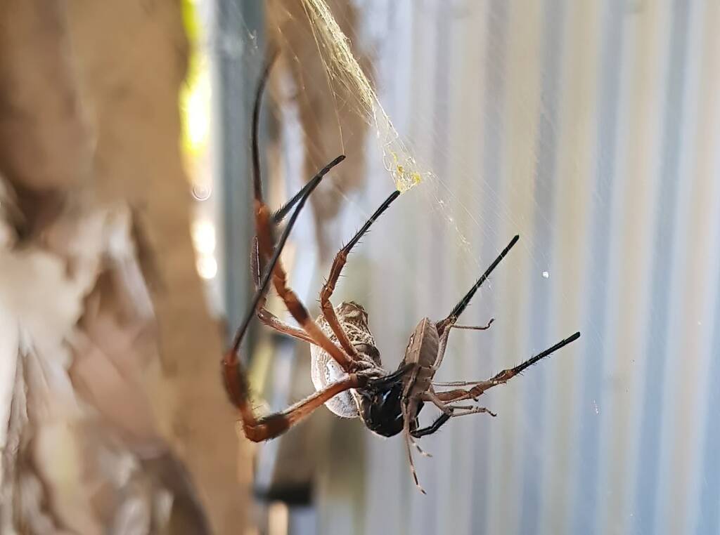 Golden Orb-weaver Spider (Trichonephila edulis) and a Shield Bug nymph, Alice Springs NT
