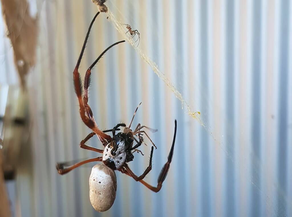 Golden Orb-weaver Spider (Trichonephila edulis) and a Shield Bug nymph, Alice Springs NT