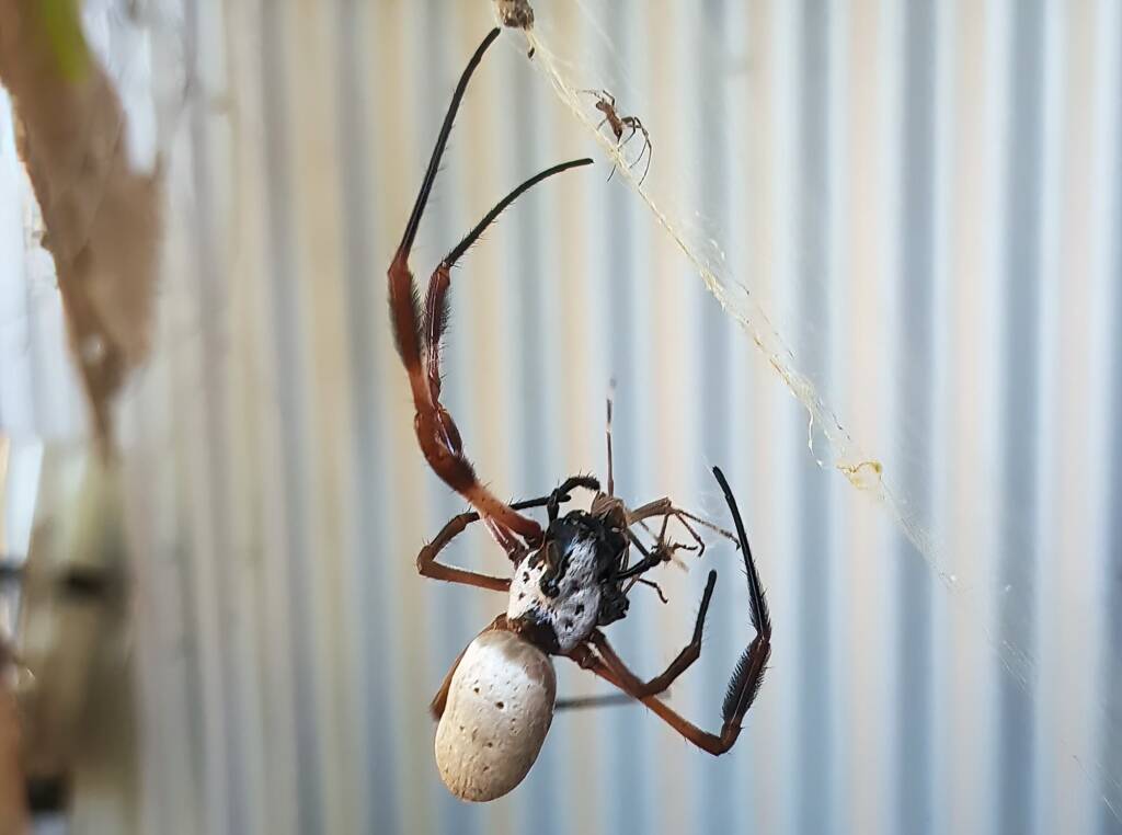 Golden Orb-weaver Spider (Trichonephila edulis) and a Shield Bug nymph, Alice Springs NT