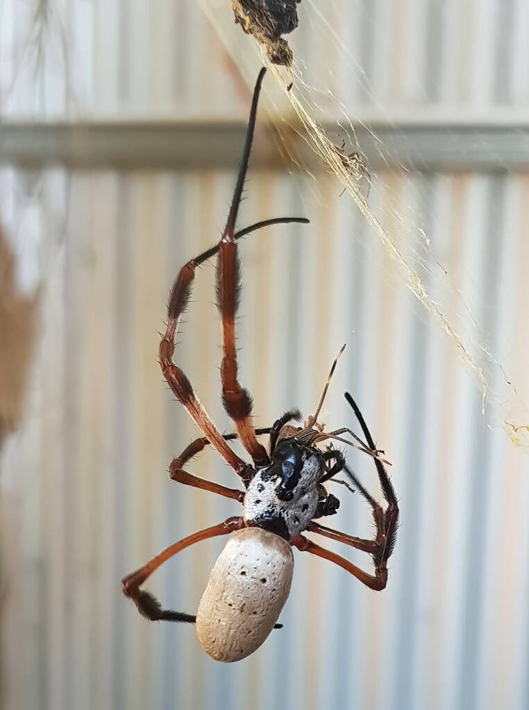 Golden Orb-weaver Spider (Trichonephila edulis) and a Shield Bug nymph, Alice Springs NT