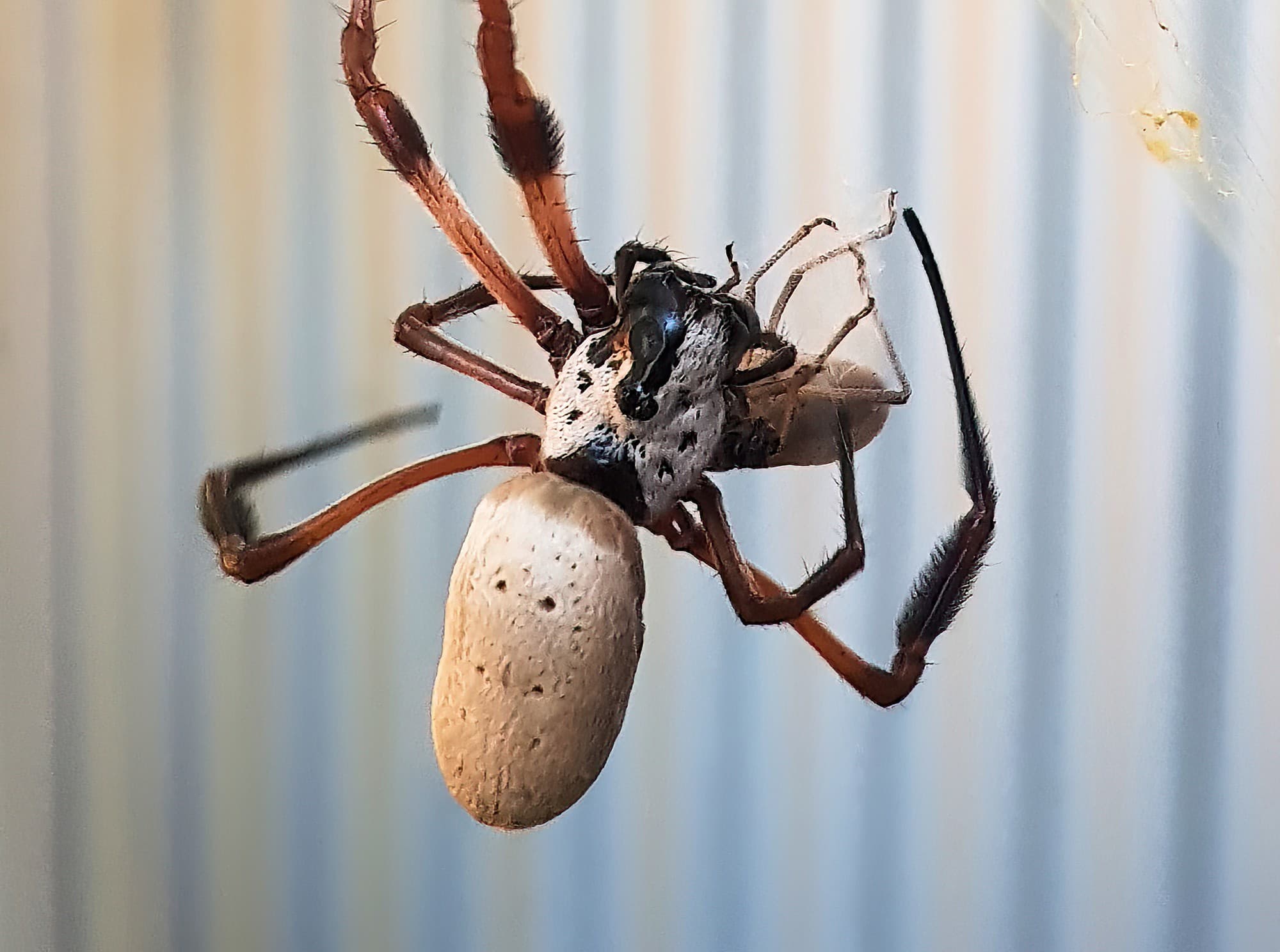 Golden Orb-weaver Spider (Trichonephila edulis) and a Shield Bug nymph, Alice Springs NT