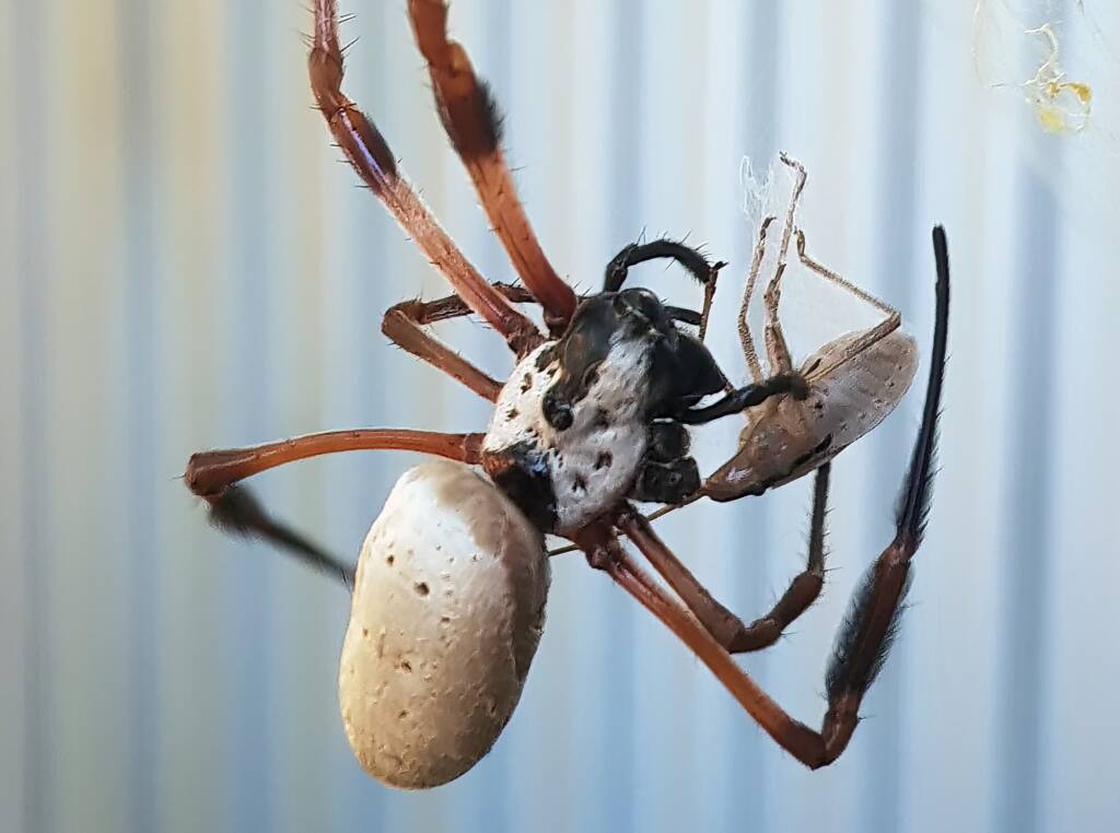 Golden Orb-weaver Spider (Trichonephila edulis) and a Shield Bug nymph, Alice Springs NT