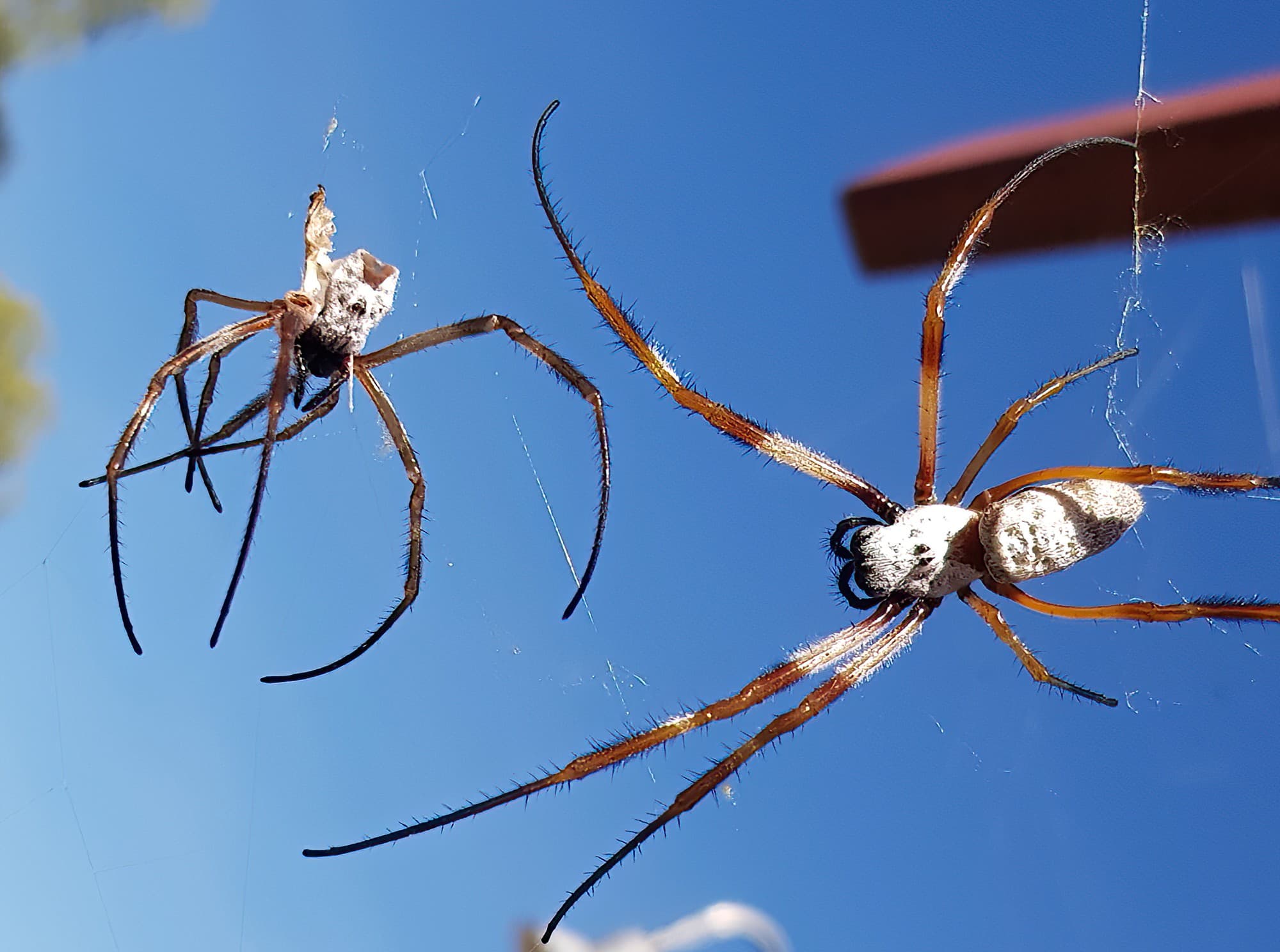 Moulting female Australian Golden Orb Weaver Spider (Trichonephila edulis), Alice Springs NT