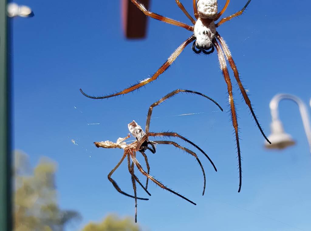 Moulting female Australian Golden Orb Weaver Spider (Trichonephila edulis), Alice Springs NT