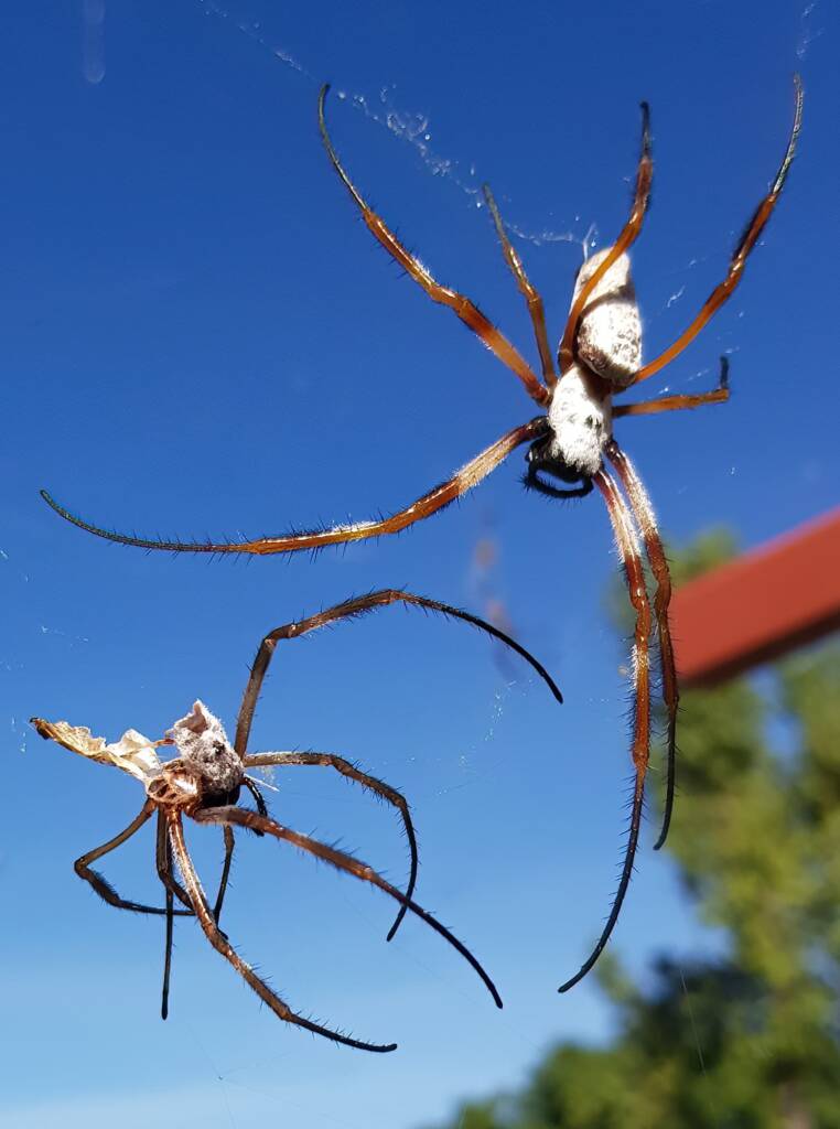 Moulting female Australian Golden Orb Weaver Spider (Trichonephila edulis), Alice Springs NT