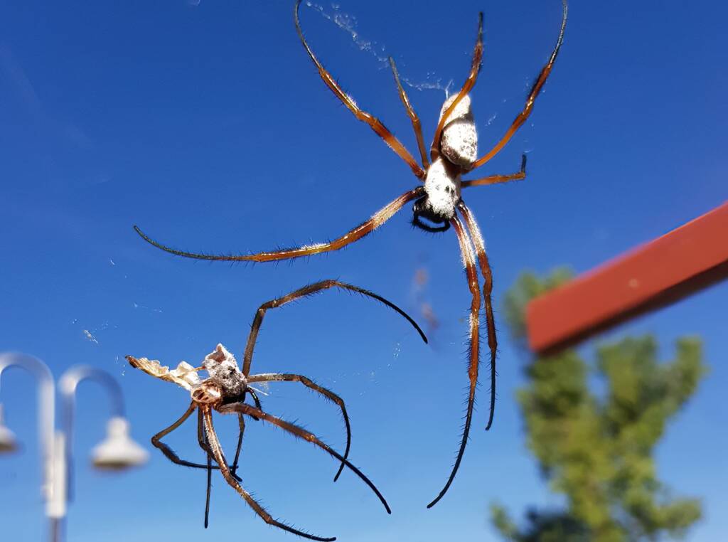 Moulting female Australian Golden Orb Weaver Spider (Trichonephila edulis), Alice Springs NT